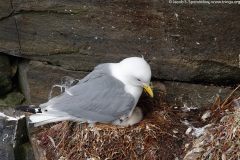 Black-legged Kittiwake