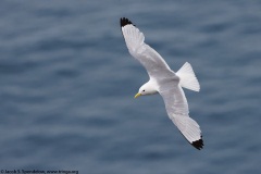 Black-legged Kittiwake