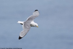 Black-legged Kittiwake