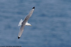 Black-legged Kittiwake