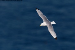 Black-legged Kittiwake