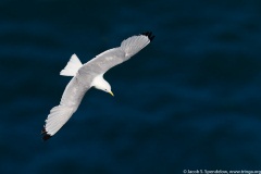 Black-legged Kittiwake