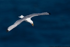 Black-legged Kittiwake