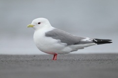 Red-legged Kittiwake