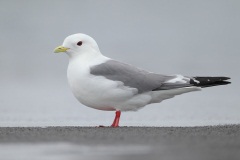 Red-legged Kittiwake