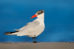 Caspian Tern