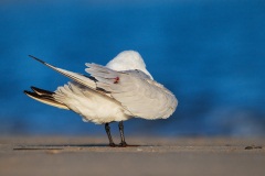 Caspian Tern