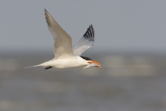 Royal Tern