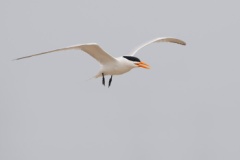 Royal Tern