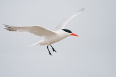 Royal Tern