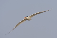 Royal Tern