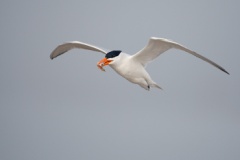 Royal Tern