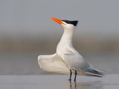 Royal Tern