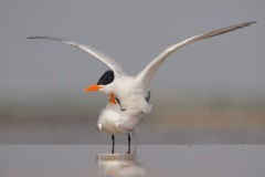 Royal Tern