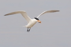 Royal Tern