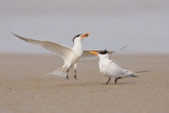 Royal Tern