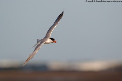 Royal Tern