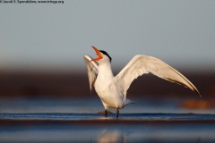 Royal Tern