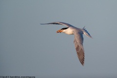 Royal Tern