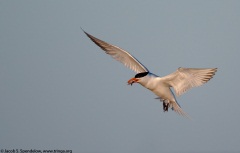 Royal Tern