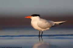 Royal Tern