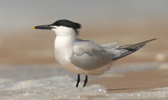 Sandwich Tern