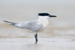 Sandwich Tern