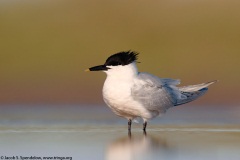 Sandwich Tern