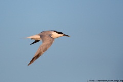 Sandwich Tern