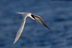 Elegant Tern