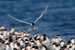 Elegant Tern