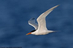 Elegant Tern