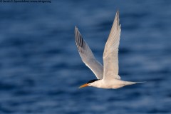 Elegant Tern