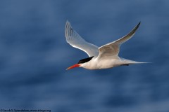 Elegant Tern