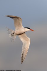 Elegant Tern