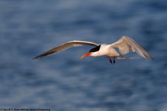 Elegant Tern