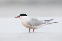 Common Tern