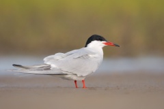 Common Tern