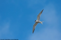 Common Tern