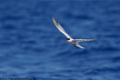 Common Tern