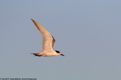 Common Tern