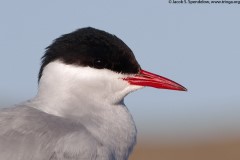 Arctic Tern