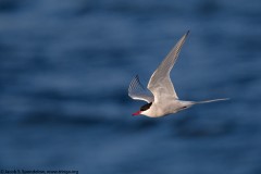 Arctic Tern