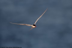 Arctic Tern