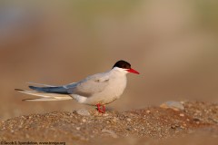 Arctic Tern