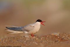 Arctic Tern