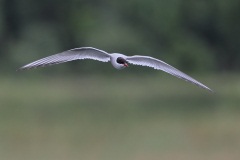 Arctic Tern