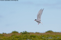 Arctic Tern