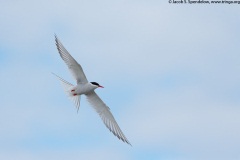 Arctic Tern