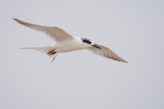 Forster's Tern